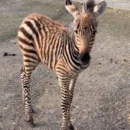 Young Zebra Dies After Being Spooked By Fireworks