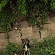 Abandoned Terrier, Frida, Finds Forever Home with Shelter Volunteer