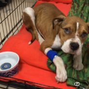 Abused Puppy Seized From New York Home Is Adopted By Responding Officer