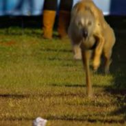 America’s Fastest Dog Is A Rescue Dog Named Phelan