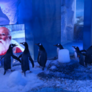 Aquarium Screens Christmas Movies So Their Penguins Are Prepared For People After Lockdown