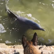 Australian Police Dog Makes Friends With Two Wild Dolphins