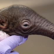 Baby Anteater Surprise Staff And Survives After His Mother Rejected Him