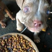 Blind Pit Bull Puppy Helps Grieving Ginger Cat And Family Heal After The Loss Of Beloved Dog