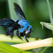 Blue Carpenter Bees Exist And They’re Adorable