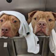 Bonded Shelter Dogs Sport Matching Jammies During Sleepover To Capture Attention And Hearts Of Adopters