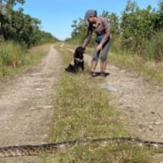 Brave Dogs Are Using Their Noses (And Risking Their Lives) To Save Florida’s Everglades From Pythons