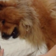 Can Dogs Recognize People On A Tablet Or Phone Screen?