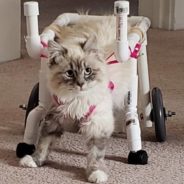 Cat Severely Injured By Car Serpentine Belt Survives and Thrives Despite Lifelong Disabilities