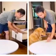 Clever Golden Retriever Pulls Trick On Owner – Makes Him Think He Hasn’t Had His Treat