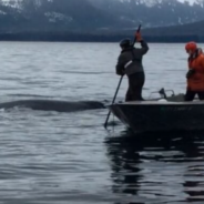 Community Works Together To Free An Alaskan Humpback Whale Entangled In Fishing Gear