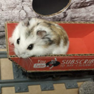 Daring Hamster Makes An Escape From A Cardboard Obstacle Maze