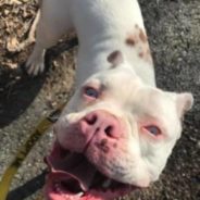 Deaf Dog Scheduled to be Euthanized is Spared and Learns Sign Language Commands