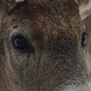 Deer That Visits A Nearby Community On Christmas Survives After Getting Show By An Arrow