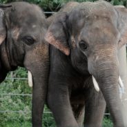 Denver Zoo Seeks Donations To Help Cover Costs To Feed And Care For 3,000 Animals Amid Global Pandemic