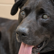 Dog Finds Forever Home Just Before Christmas After Spending 3+ Years In A Shelter