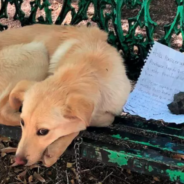 Dog Found Tied To A Bench With A Heartbreaking Letter