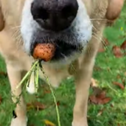 Dog Gets Busted For Stealing Carrots From The Garden