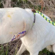 Dog Is Given A Forever Home After Being Found With A Jar On His Head