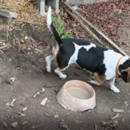 Dog Spends His First Christmas With His New Family After 3 Years Of Neglect