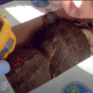 Endangered Sea Turtles Stranded By ‘Cold Stunning’ On Cape Cod