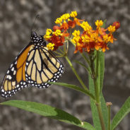 Fighting Monarch Caterpillars May Show Us How To Save The Species