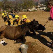 Firefighters And Neighbors Work Together To Save Abandoned Horse From California Wildfire