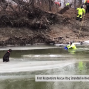 Firefighters Rush To Save Dog Stranded On Ice In The Middle Of A River