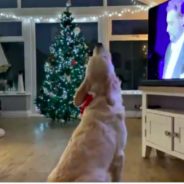 Golden Retriever Is Going Viral For Howling Along To Popular Christmas Song