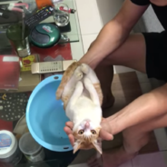 Grandpa Uses The Cat To Teach His Son About Bathing A Baby