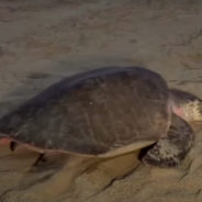 How Fake Sea Turtle Eggs Are Helping In The Fight Against Poachers