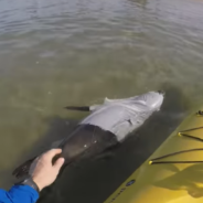 Kayaker Rescues Seal That Got Trapped Inside Of A Pillowcase