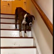 Kindhearted Boxer Dog Helps Blind Friend Down A Flight Of Stairs In Viral Video