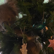 Koala Breaks Into Family’s House And Climbs Into Their Christmas Tree