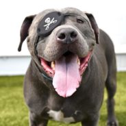 Loveable Rescue Pittie Survives Bullet Wounds, Brings Joy and Smiles Wherever He Goes