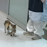 Mama Cat Brings Her Sick Kitten To A Human Emergency Room For Help