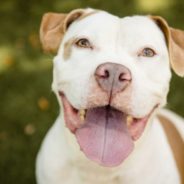 Man Adopts Pit Bull To Keep Him from Becoming Shelter’s Longest Resident