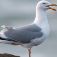 Man Gets Fined $1000 For Killing Seagull With His Walking Stick