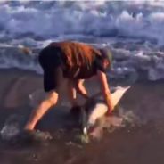 Man Rescues Baby Dolphin Stranded On California Beach