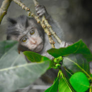 Massive Monkey Smuggling Operation Uncovered In Africa