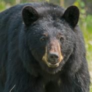 Missouri’s Unanimous Vote To Allow Trophy Hunters To Kill Black Bears, Including Cubs, Has People Outraged