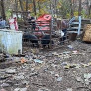 More Than 100 Abused Animals Were Seized and Now Live on a Rescue Farm