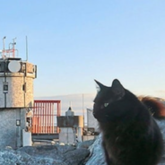 Mount Washington Observatory’s ‘Cat Mascot’ Passes Away After 12 Years