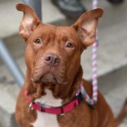 Overlooked NYC Shelter Dogs Write Letters To Santa Asking For A Forever Home