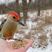 Photographer Hand-Feeds Wild Birds And Captures It All In Slow Motion