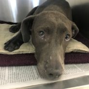 Puppy Struck By Car And Shot Numerous Times With Shotgun Finds Forever Home