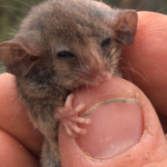 Rare Pygmy Possums Located After Experts Feared Their Extinction From The Bushfires