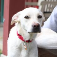 Rescue Dog Safely Delivers Six Healthy Puppies That Had Low Survival Chances