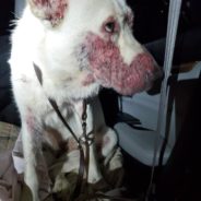 Rescue Dog with Skin Infection and Sepsis is Adopted and Grows a Beautiful Coat