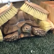 Rescue Tortoise Enjoys A Custom Shell Scratching Station